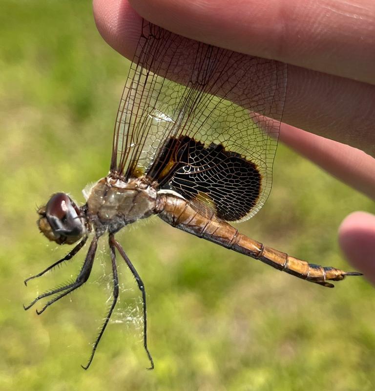 Photo of Red Saddlebags