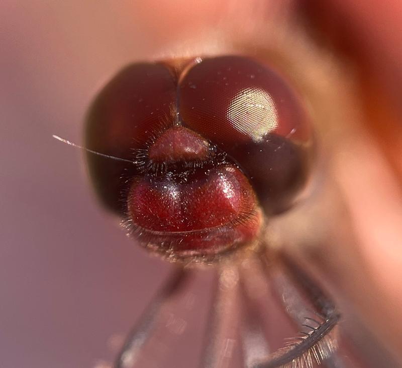 Photo of Red Saddlebags