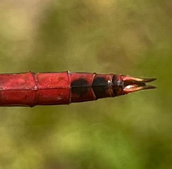 Photo of Red Saddlebags