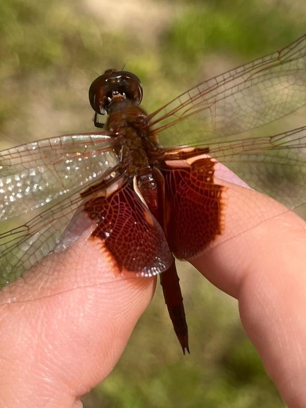 Photo of Red Saddlebags