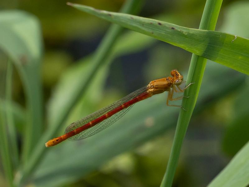 Photo of Western Red Damsel