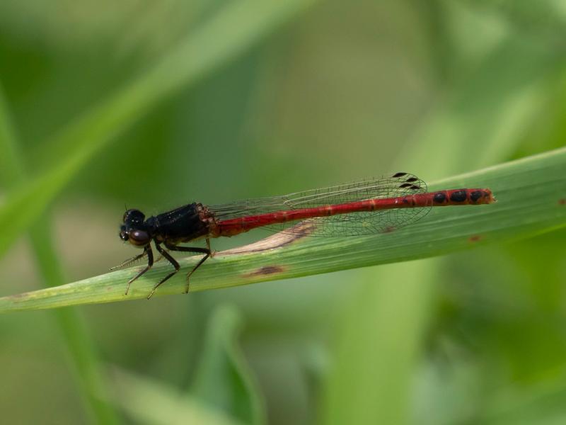 Photo of Western Red Damsel