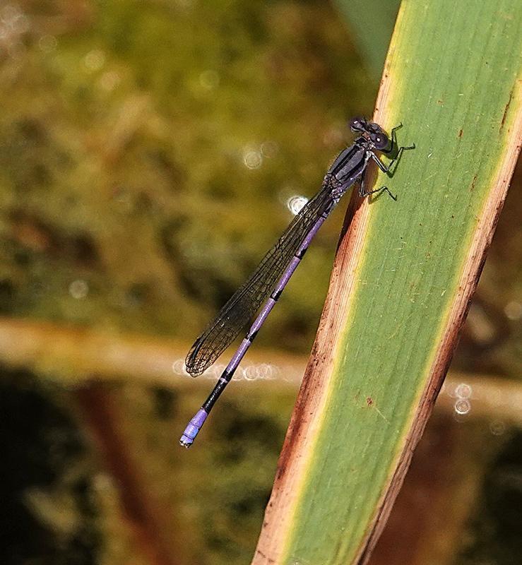 Photo of Variable Dancer (Violet Dancer ssp.)