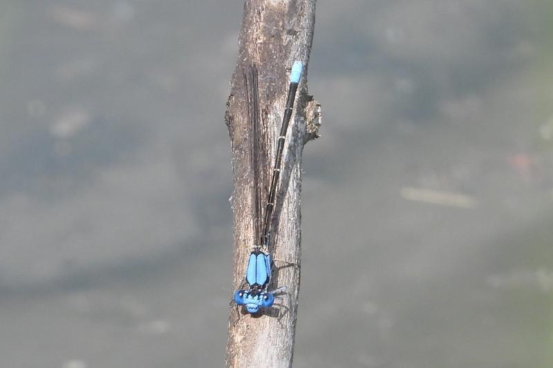 Photo of Blue-fronted Dancer