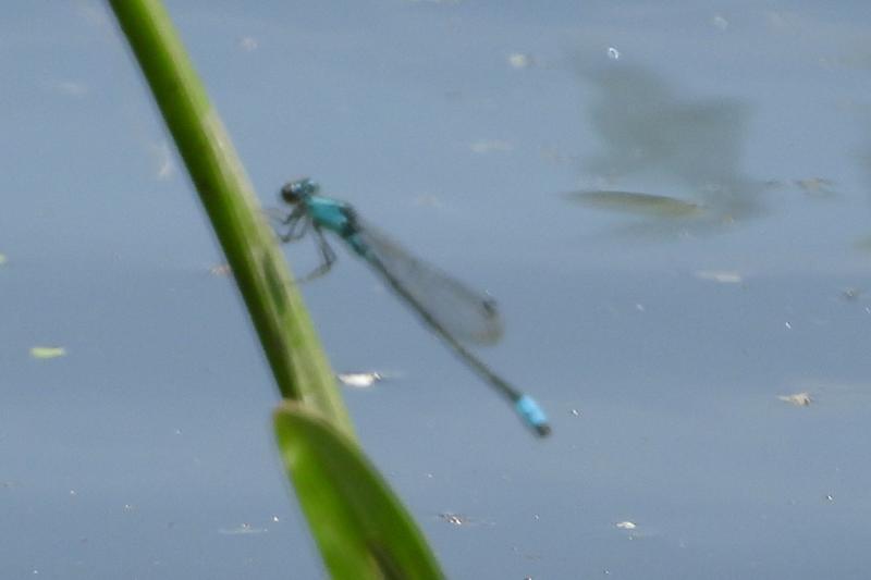 Photo of Blue-fronted Dancer