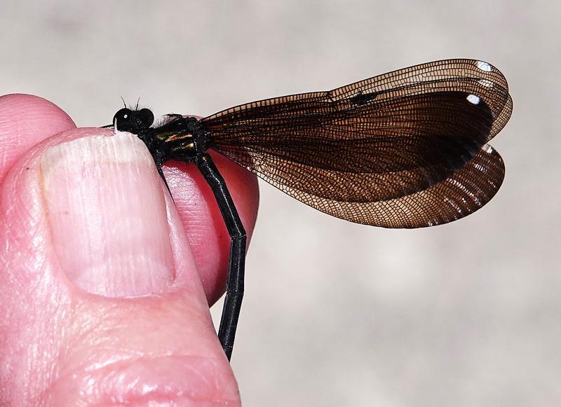 Photo of River Jewelwing