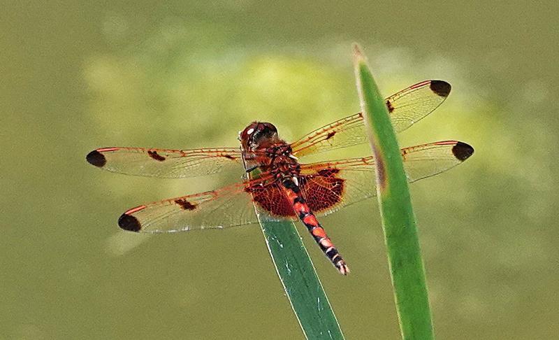 Photo of Calico Pennant