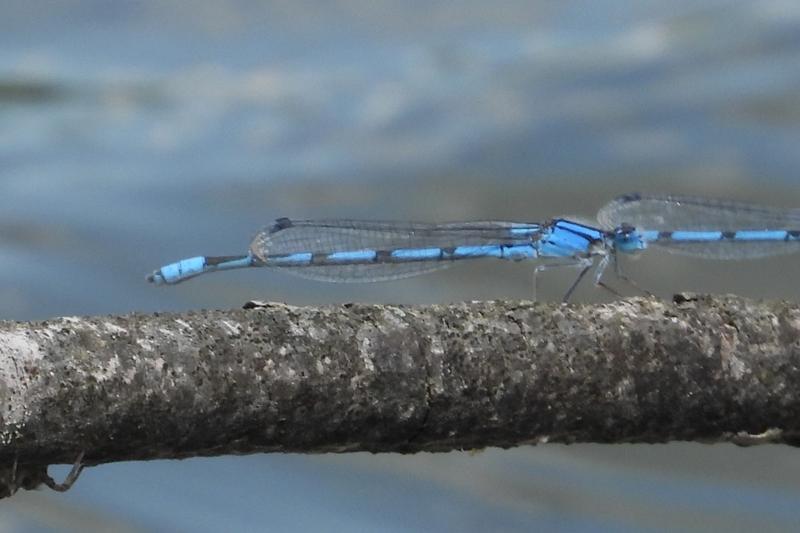Photo of Familiar Bluet