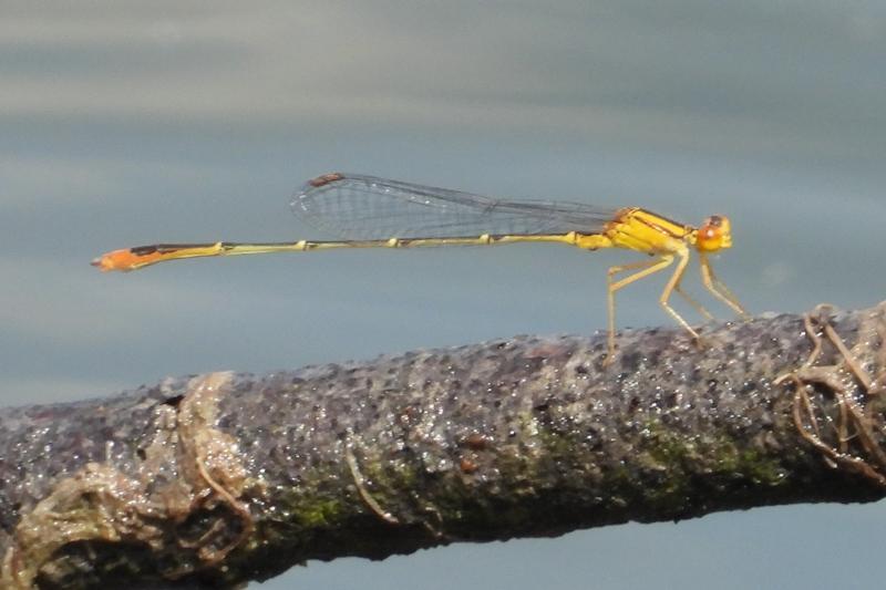 Photo of Orange Bluet