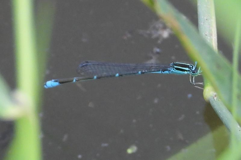 Photo of Stream Bluet