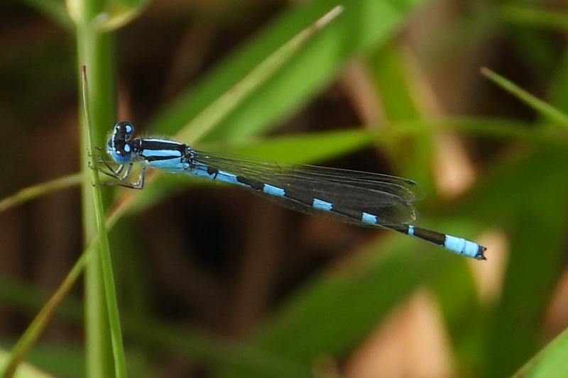 Photo of Tule Bluet