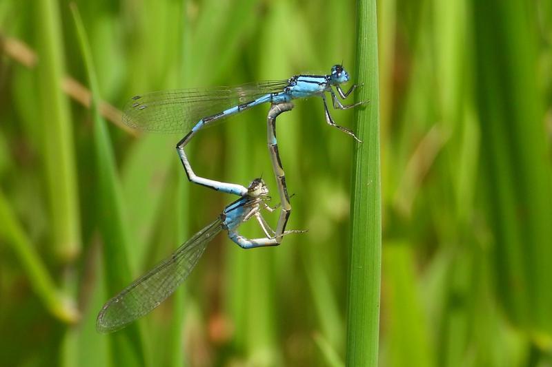 Photo of Tule Bluet