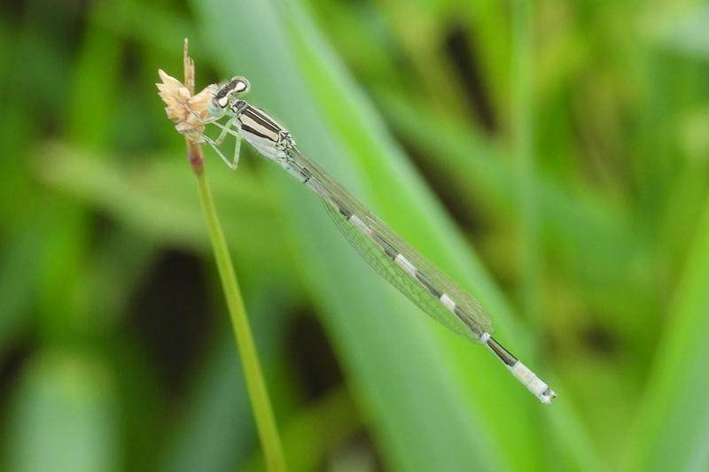 Photo of Tule Bluet