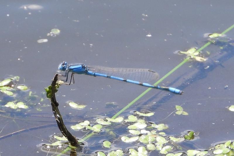 Photo of Familiar Bluet