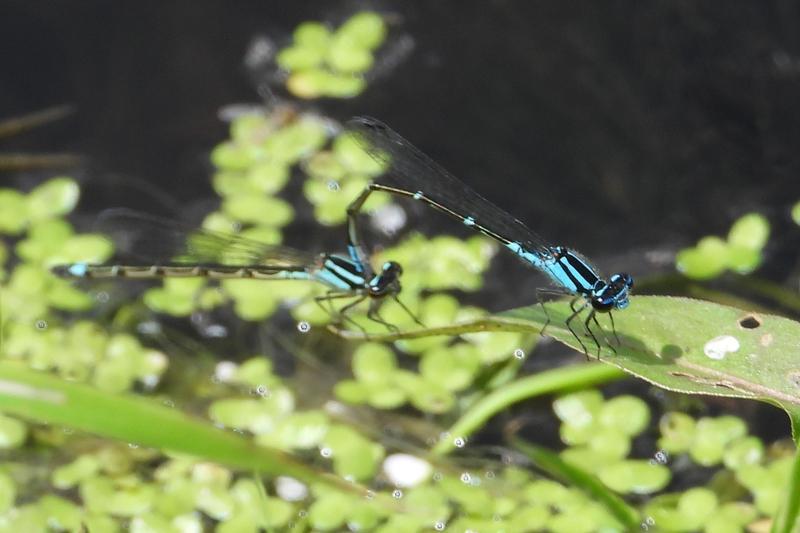 Photo of Skimming Bluet