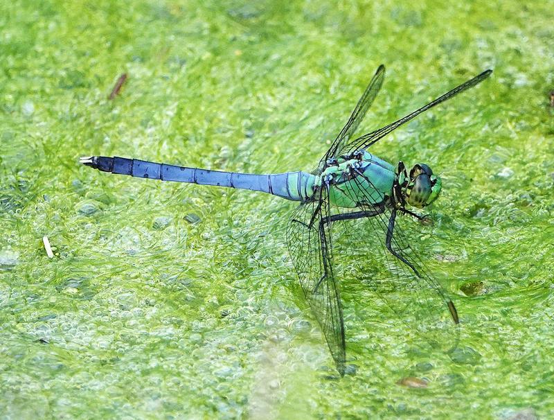 Photo of Eastern Pondhawk