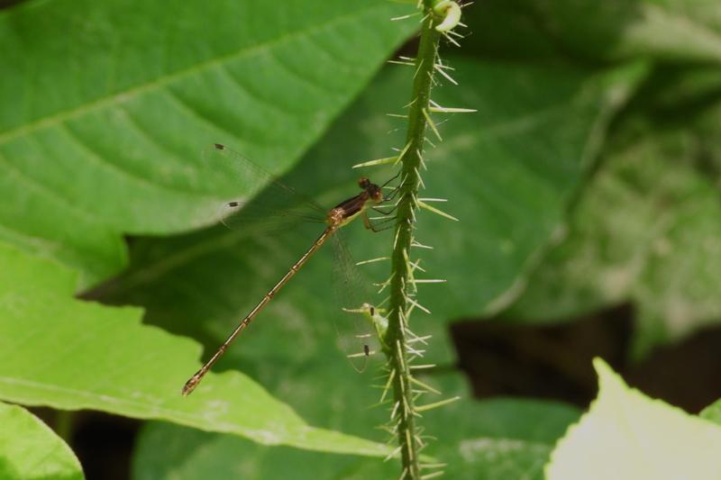 Photo of Slender Spreadwing