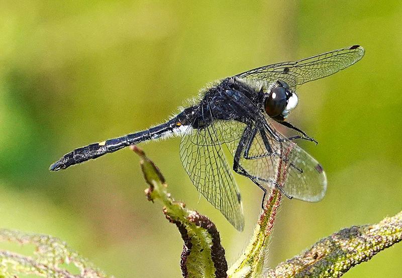 Photo of Dot-tailed Whiteface