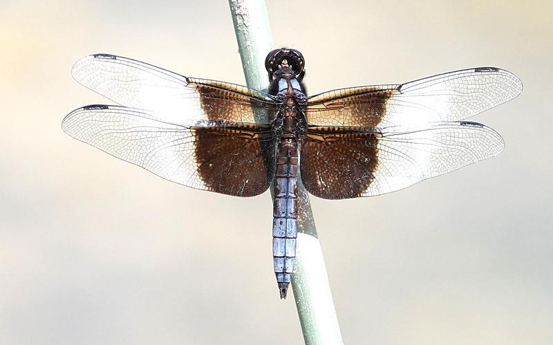 Photo of Widow Skimmer