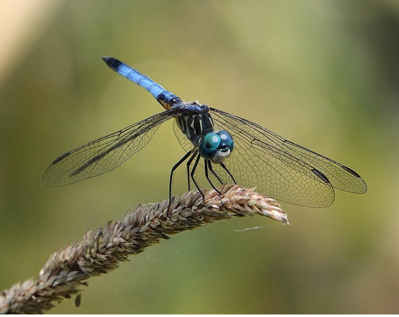 Photo of Blue Dasher