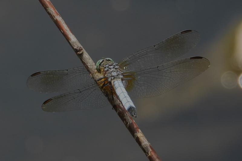 Photo of Blue Dasher