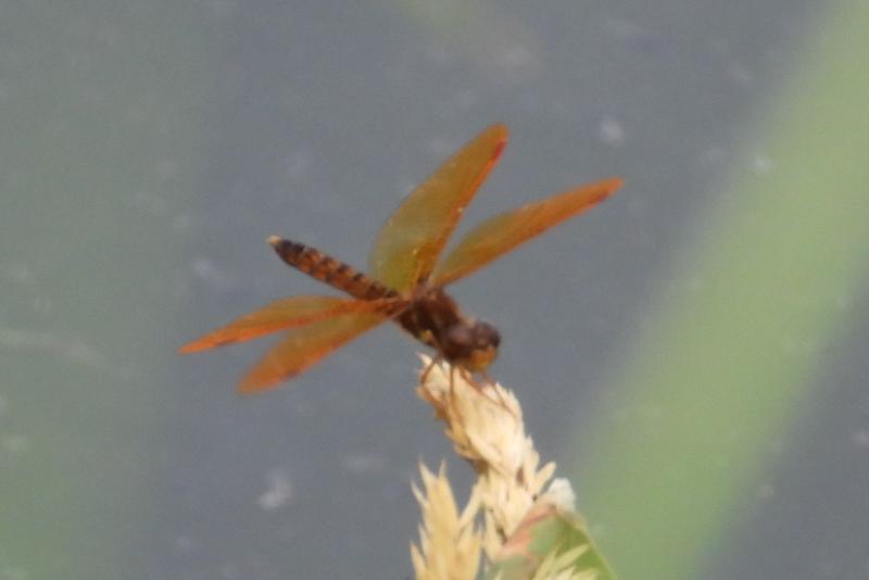 Photo of Eastern Amberwing