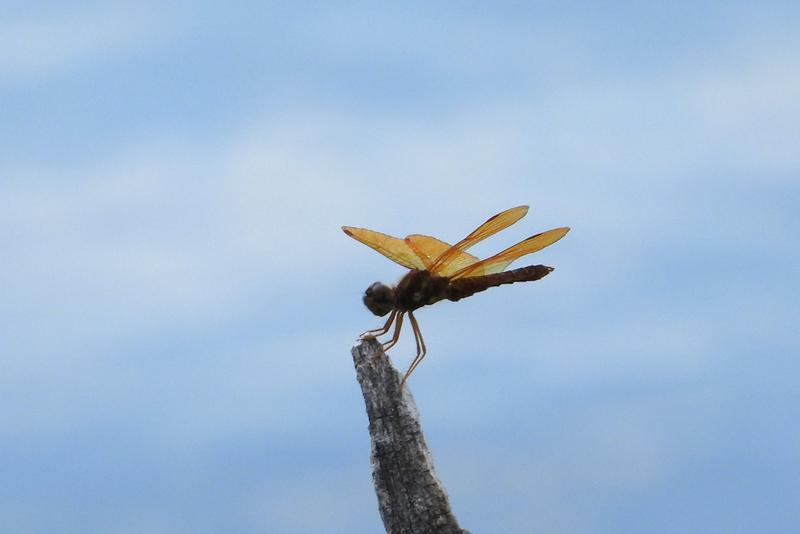 Photo of Eastern Amberwing