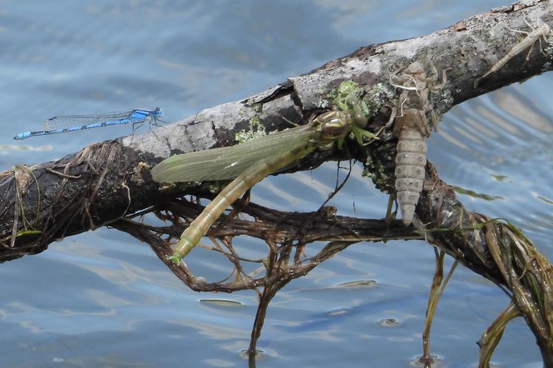 Photo of Elusive Clubtail