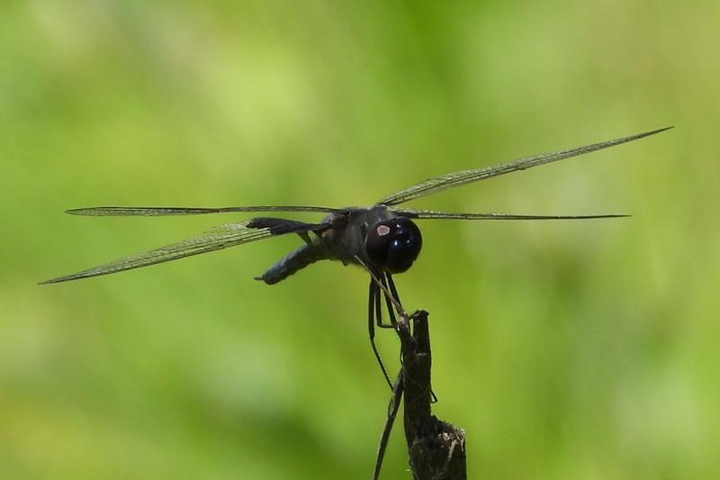 Photo of Black Saddlebags