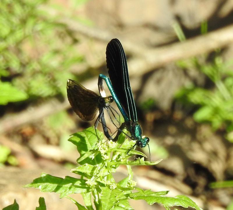 Photo of Ebony Jewelwing
