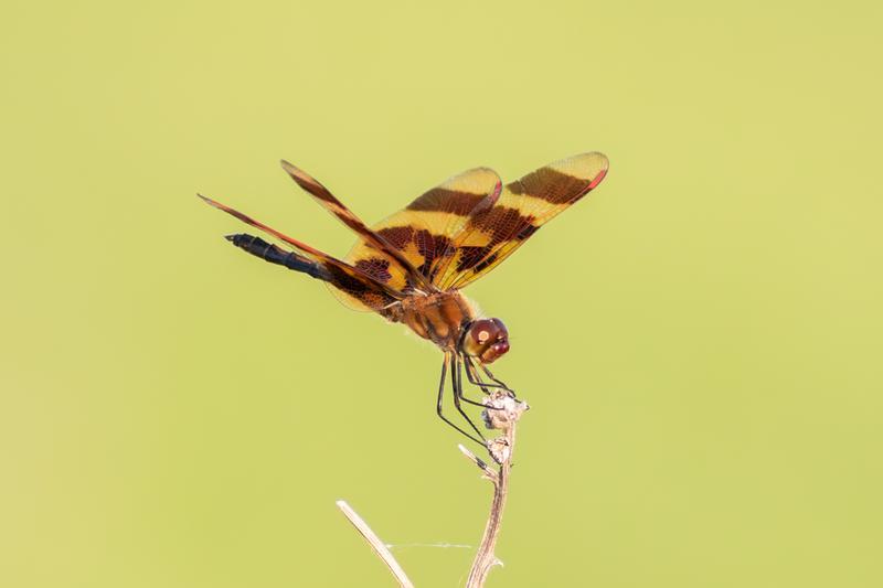Photo of Halloween Pennant
