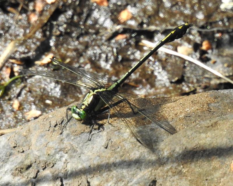 Photo of Black-shouldered Spinyleg
