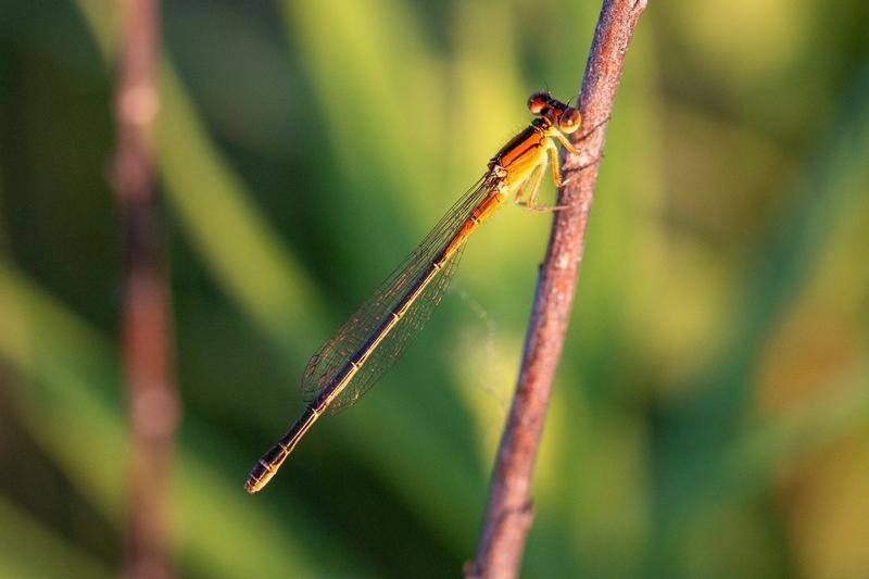 Photo of Eastern Forktail