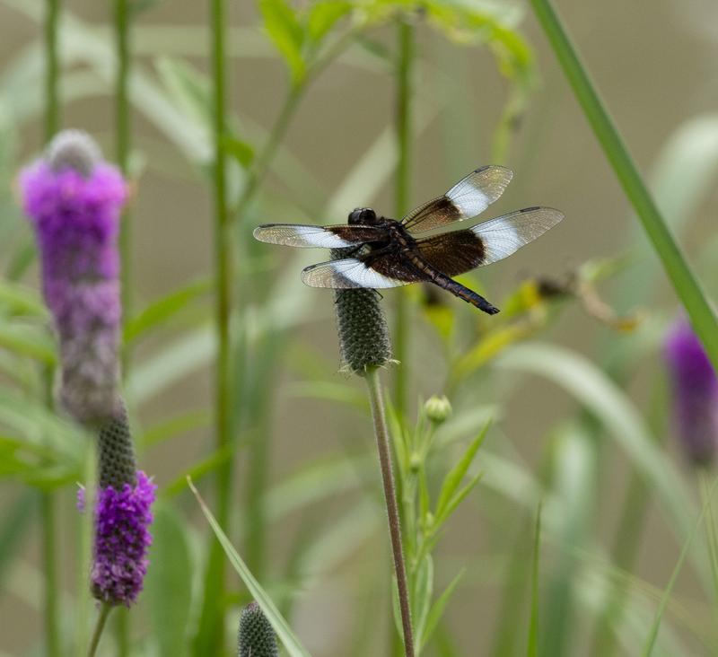 Photo of Widow Skimmer