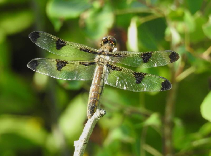 Photo of Twelve-spotted Skimmer