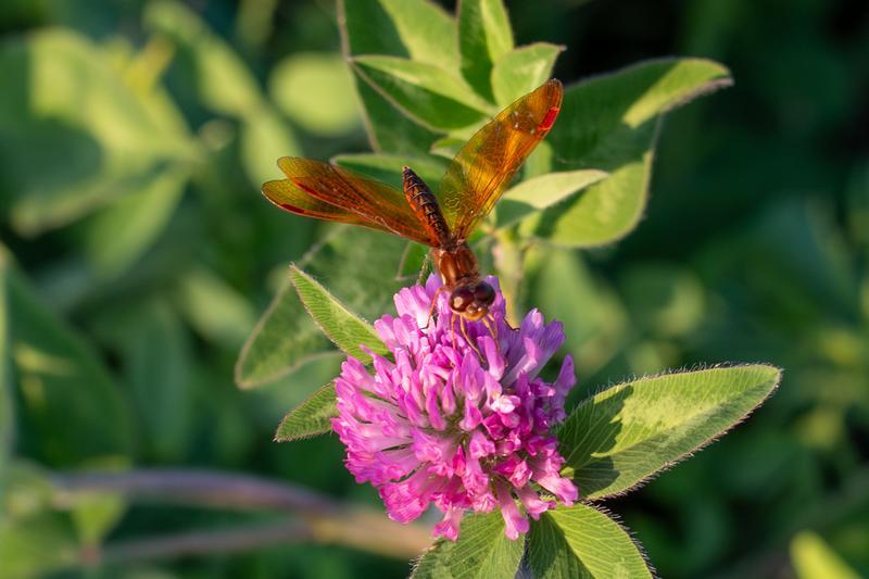 Photo of Eastern Amberwing