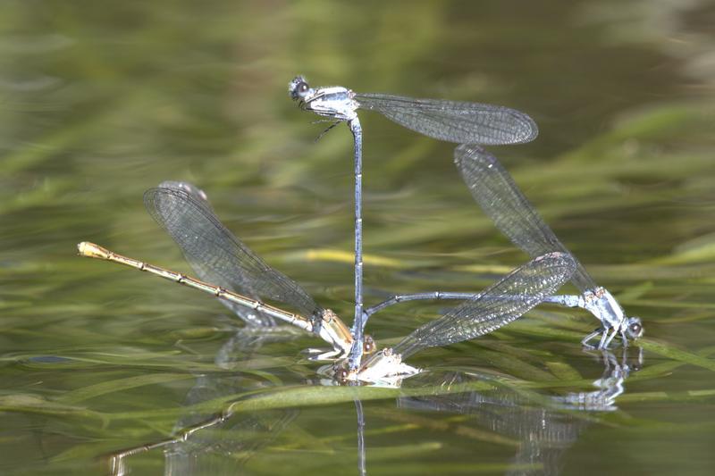 Photo of Powdered Dancer