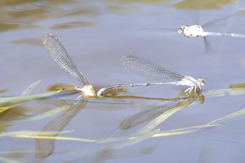 Photo of Powdered Dancer