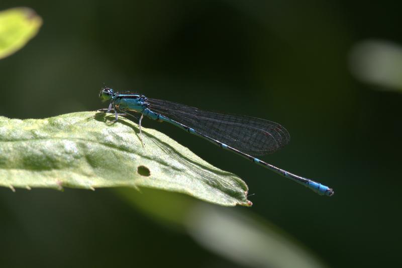 Photo of Stream Bluet