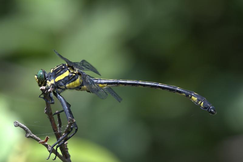 Photo of Dragonhunter