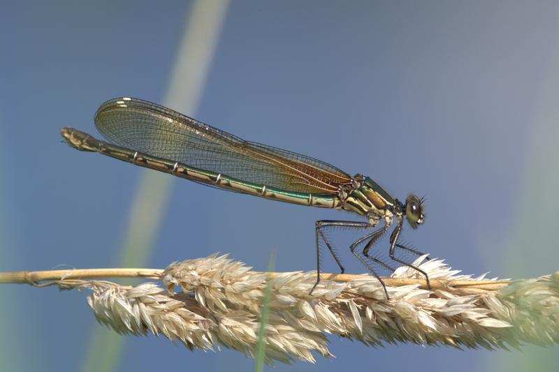 Photo of American Rubyspot
