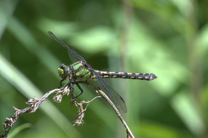 Photo of Riffle Snaketail