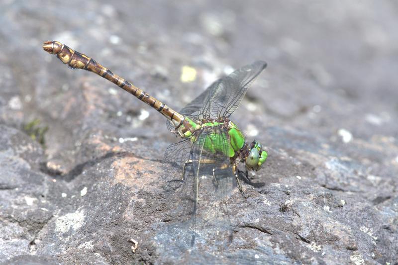 Photo of Rusty Snaketail