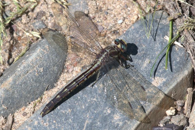 Photo of Ashy Clubtail