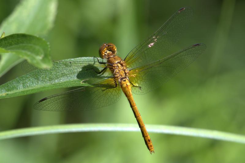Photo of Band-winged Meadowhawk