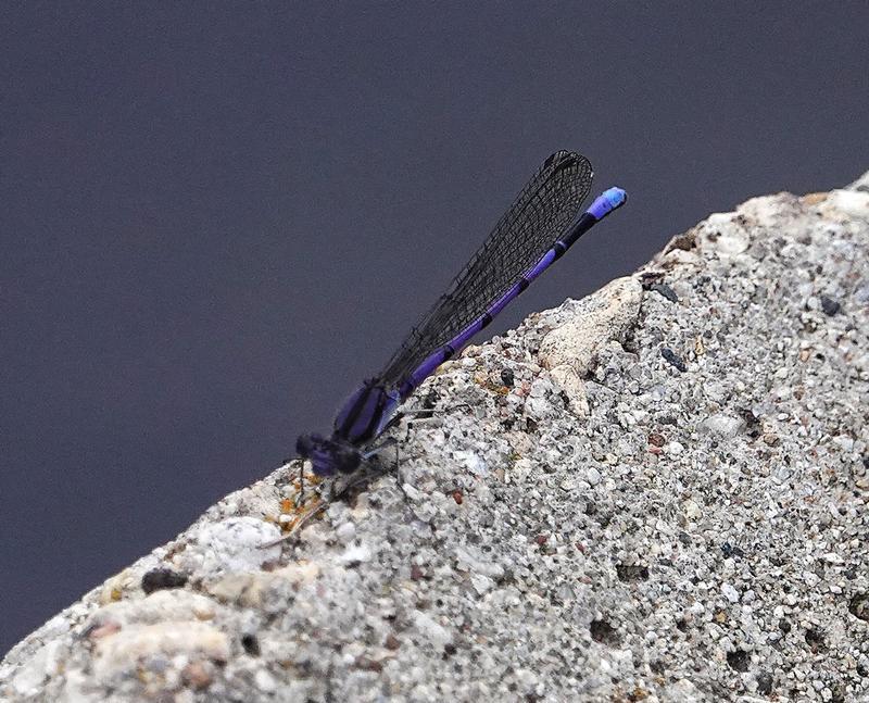 Photo of Variable Dancer (Violet Dancer ssp.)