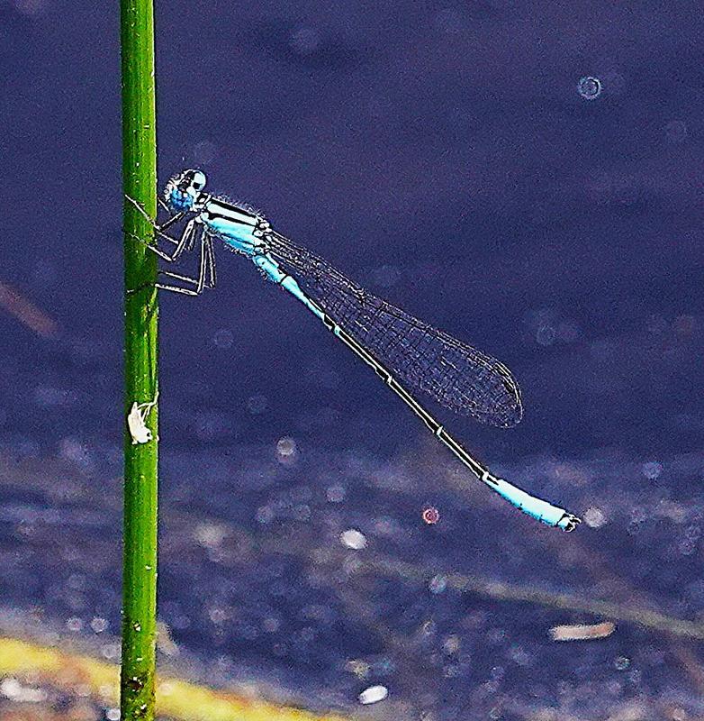 Photo of Azure Bluet