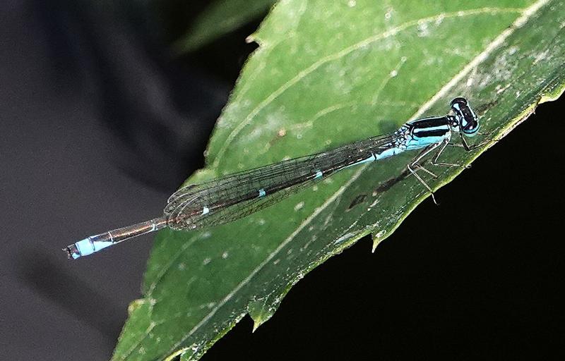 Photo of Stream Bluet