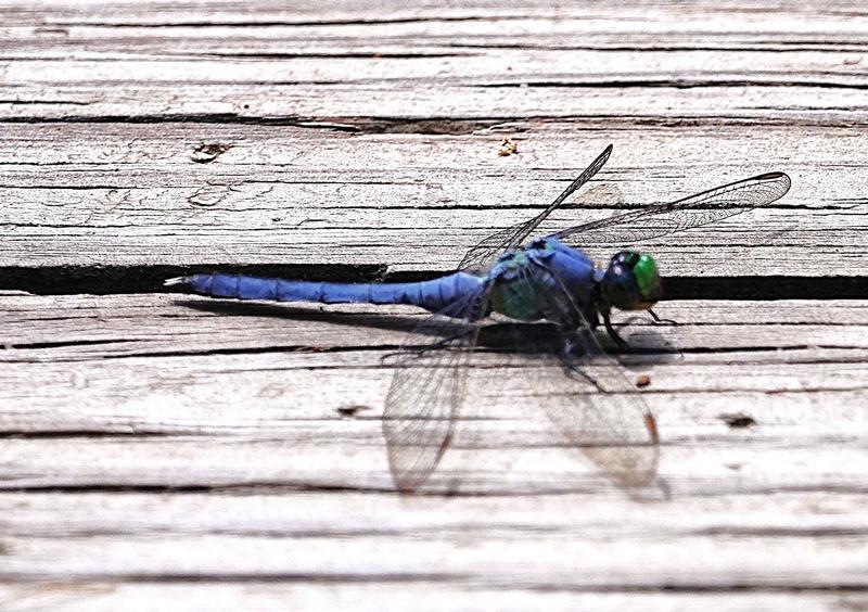 Photo of Eastern Pondhawk
