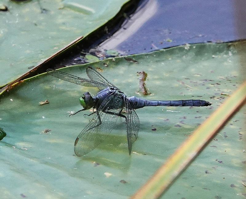 Photo of Eastern Pondhawk